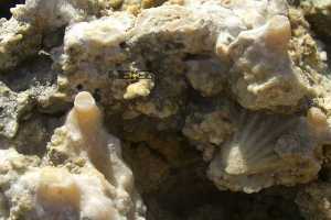how are stalagmites formed not in caves seashell blueclaymalta